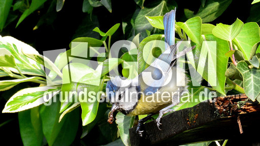 Blaumeise_mit_Futter (01).jpg